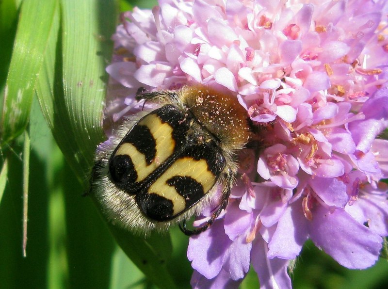 Восковик пурпурный