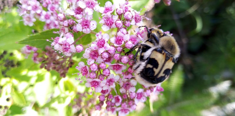 Восковик перевязанный Жук