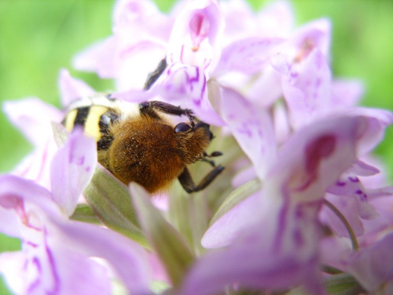 Пестряки жуки макро
