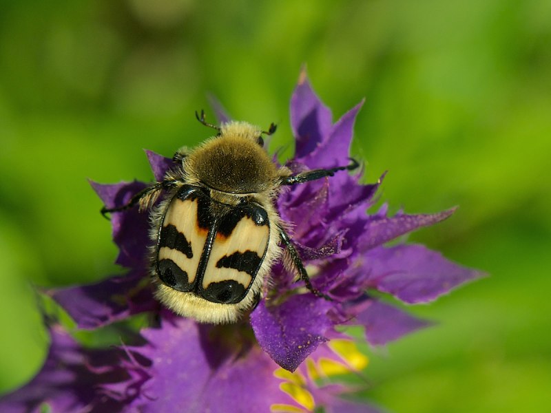 Coenobita brevimanus