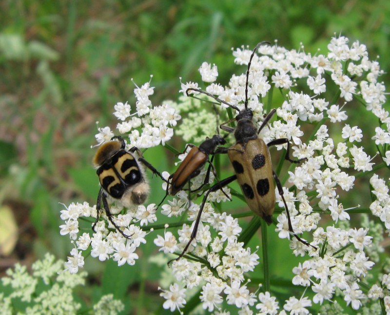 Жук восковик полосатый