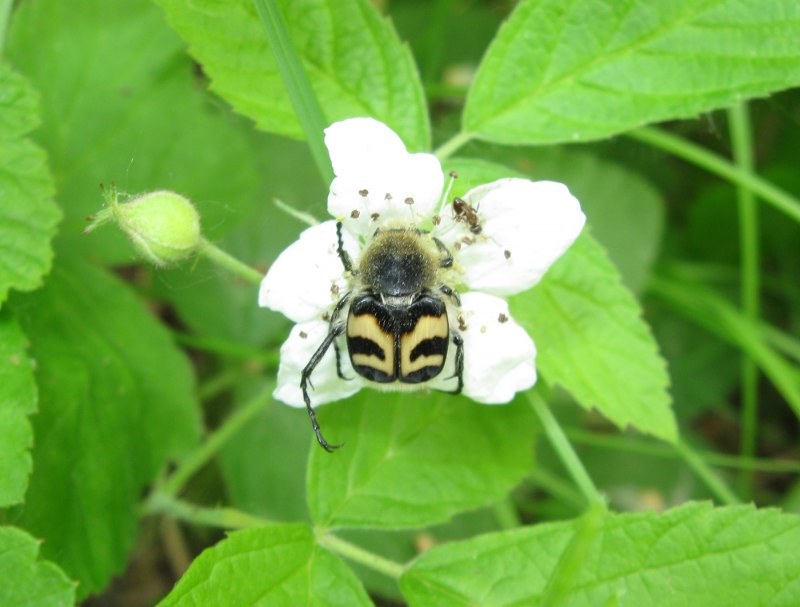 Восковик полосатый