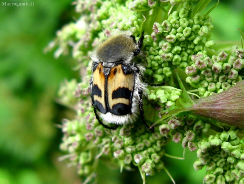 Восковик перевязанный - Trichius fasciatus .