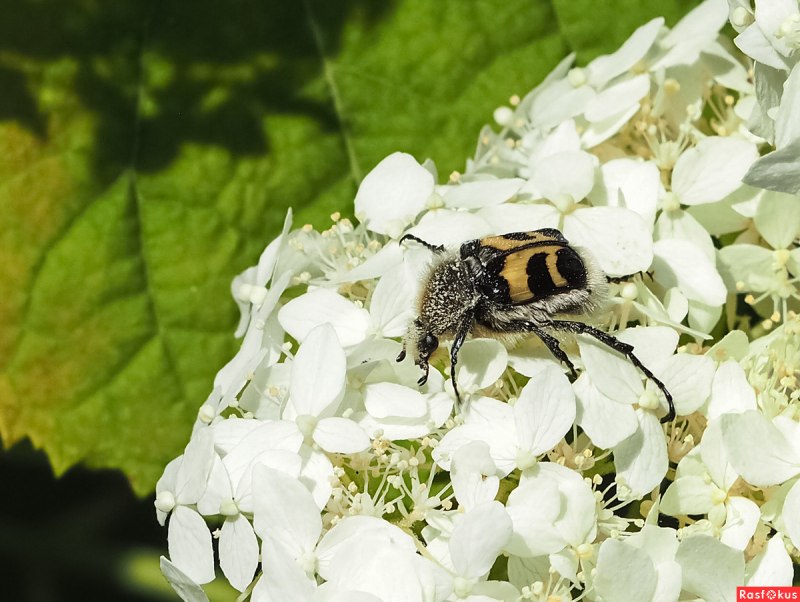 Жук восковик полосатый