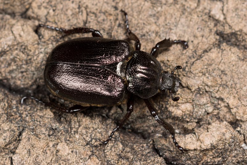 Жук отшельник обыкновенный