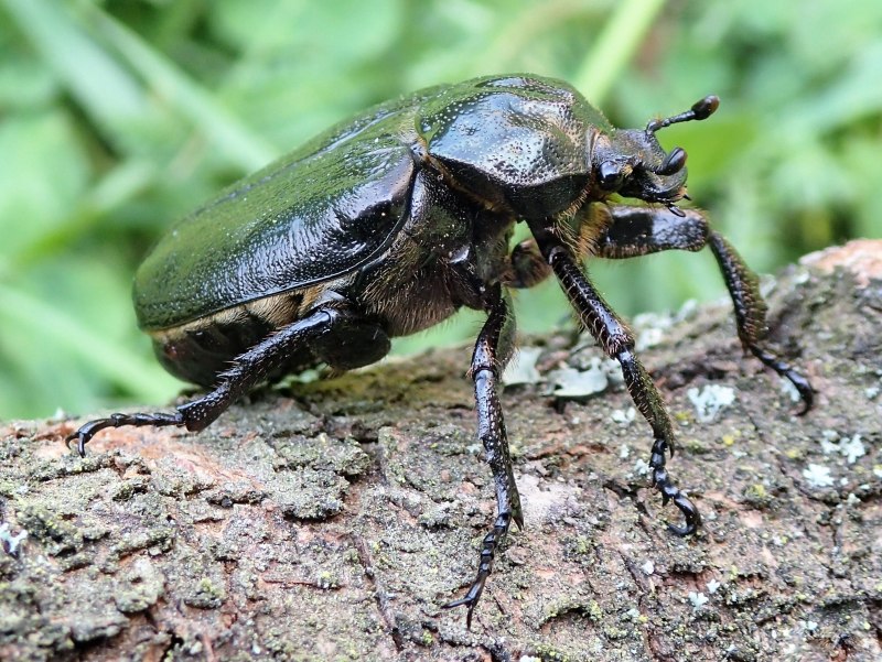 Жук-отшельник Дальневосточный