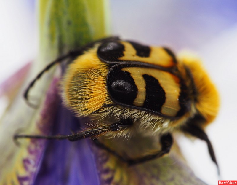 Жук мертвоед Nicrophorus