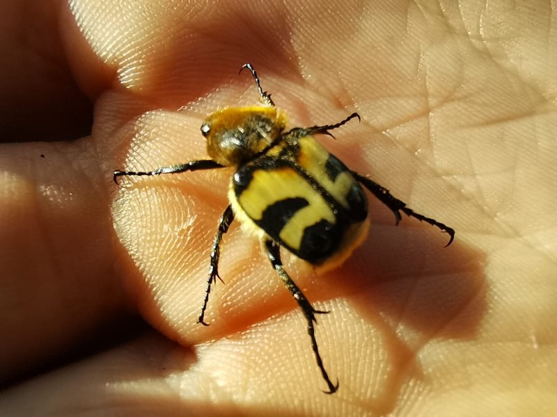 Жук восковик полосатый