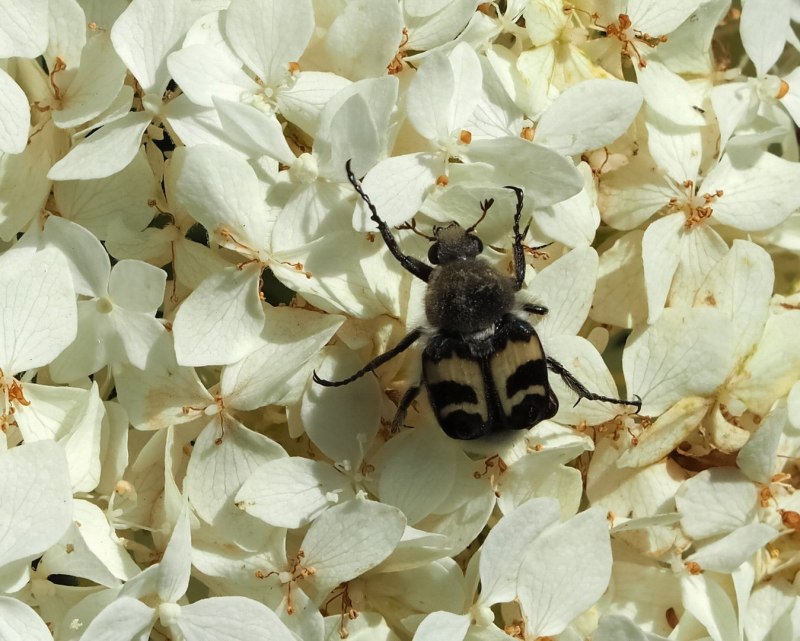 Жук восковик