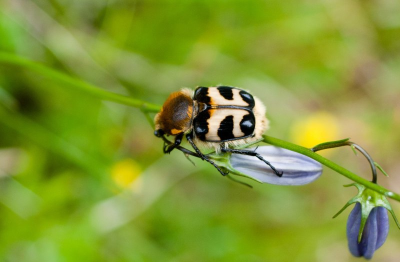 Пестряк полосатый