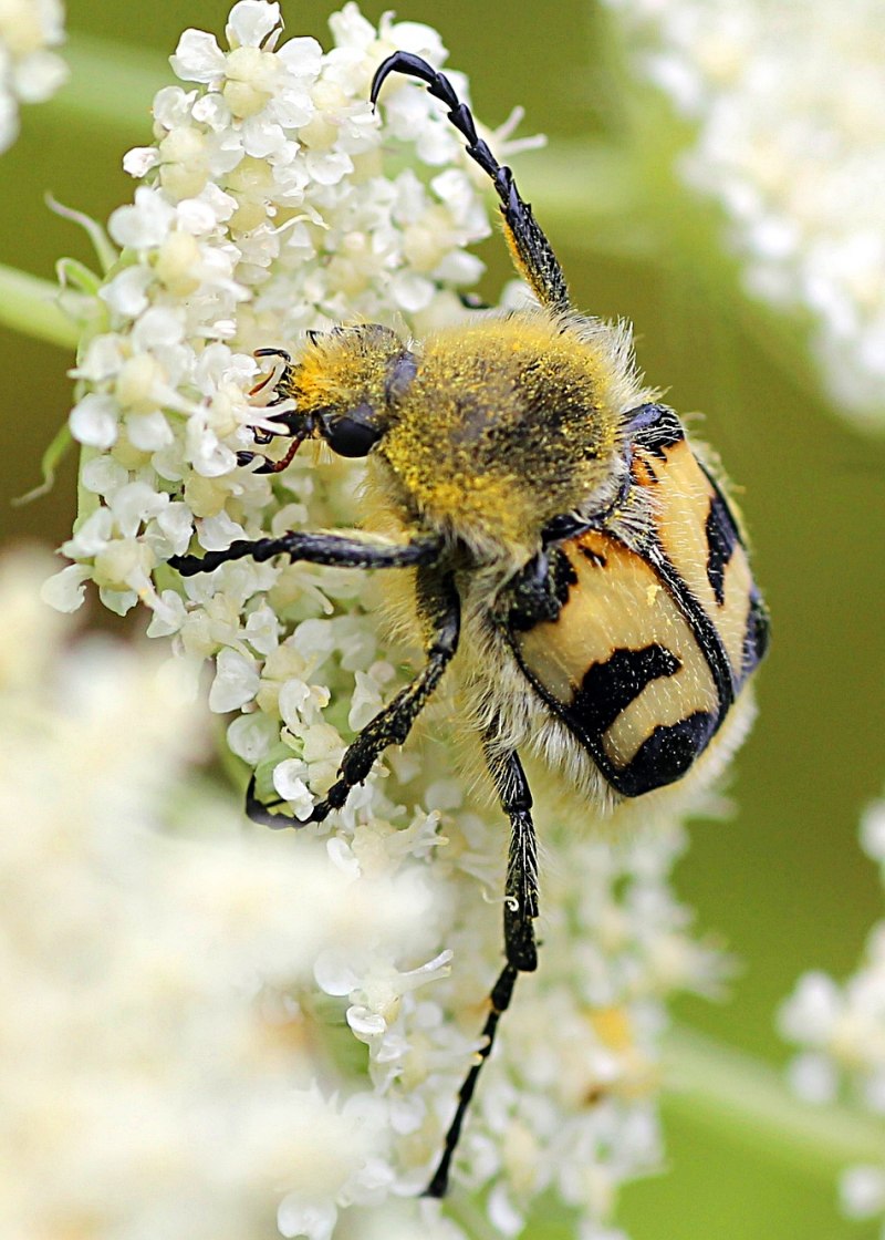 Пестряк Бартельса