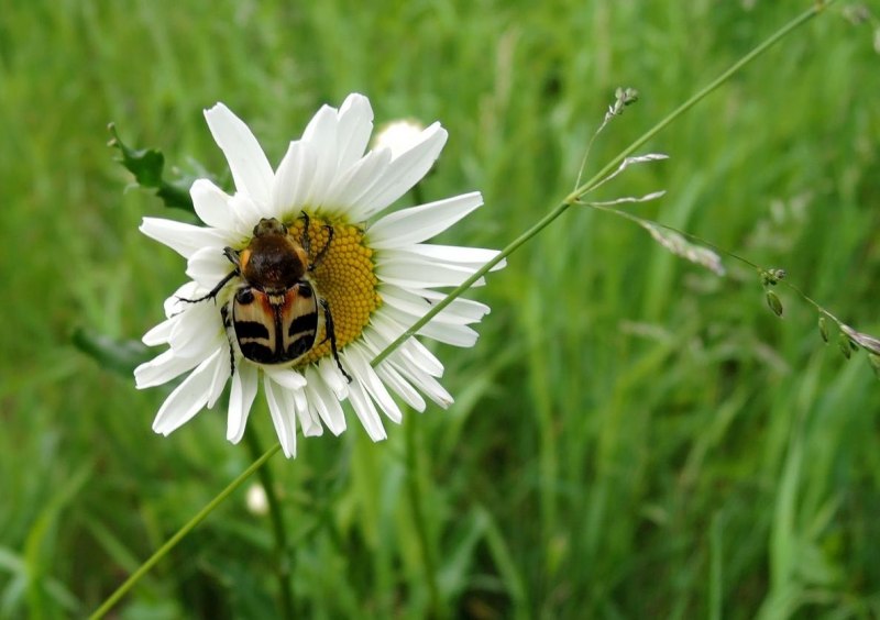 Синеголовник жуки на синеголовнике