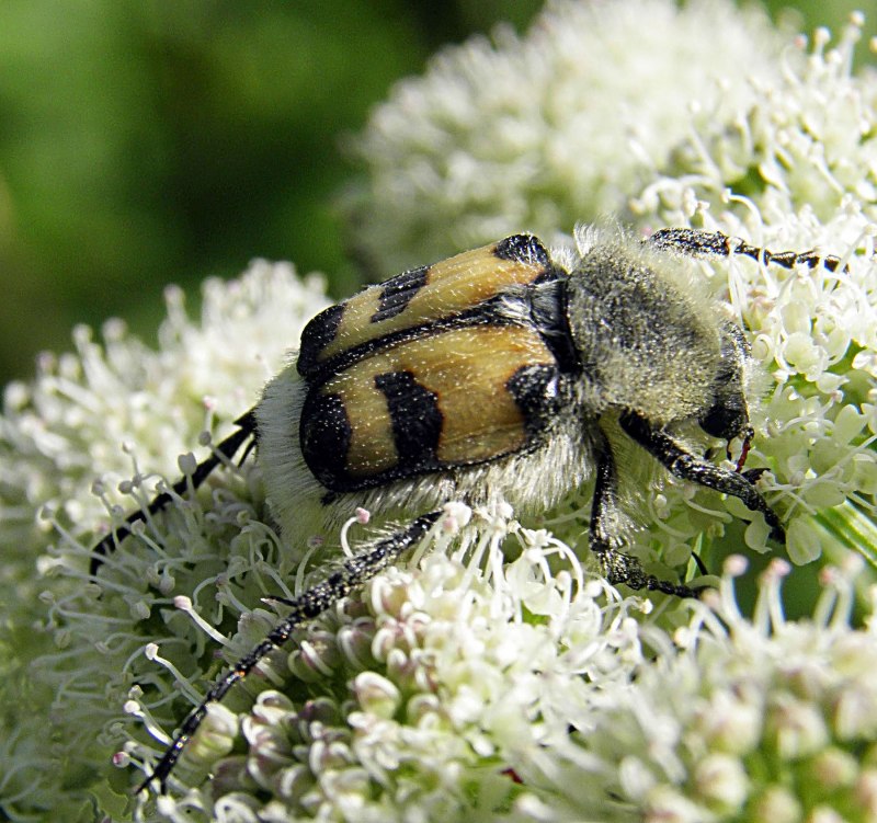 Восковик перевязанный Жук
