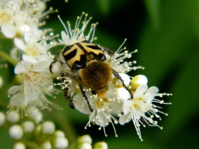 Восковик Пестряк темноватый