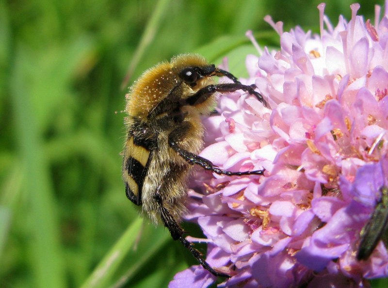 Индивидуальный подбор трав