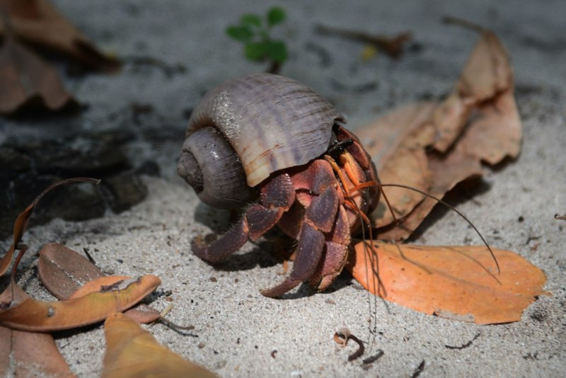 Восковик перевязанный (восковик обыкновенный