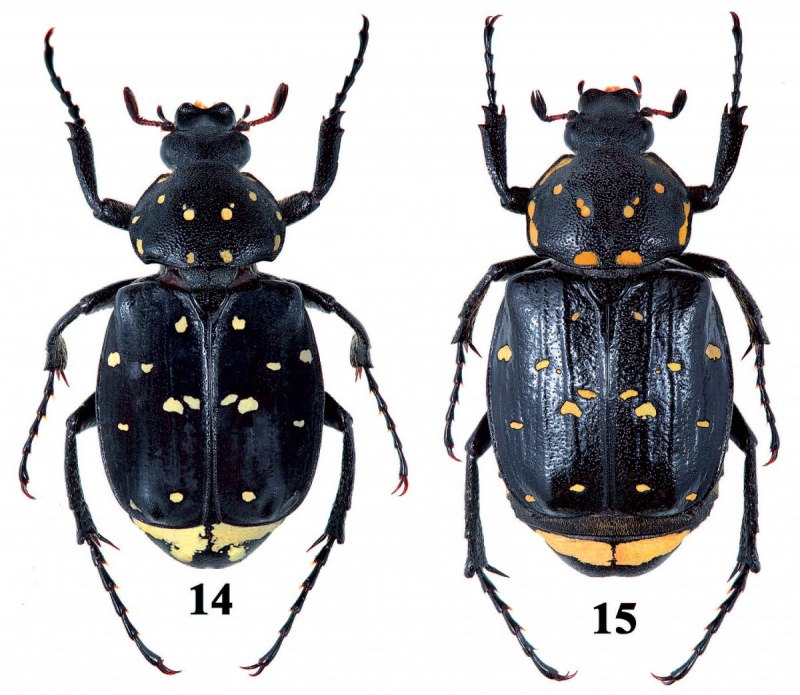 Родина восковика