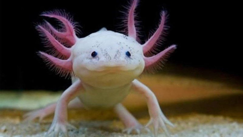 Саламандра аксолотль