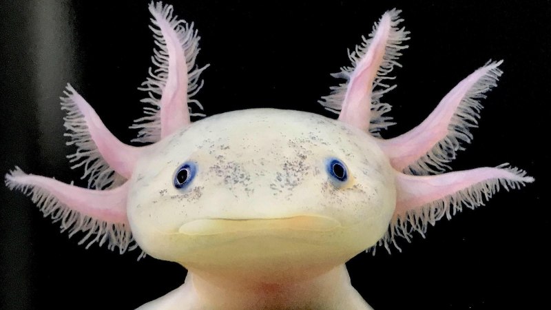 Мексиканская саламандра аксолотль