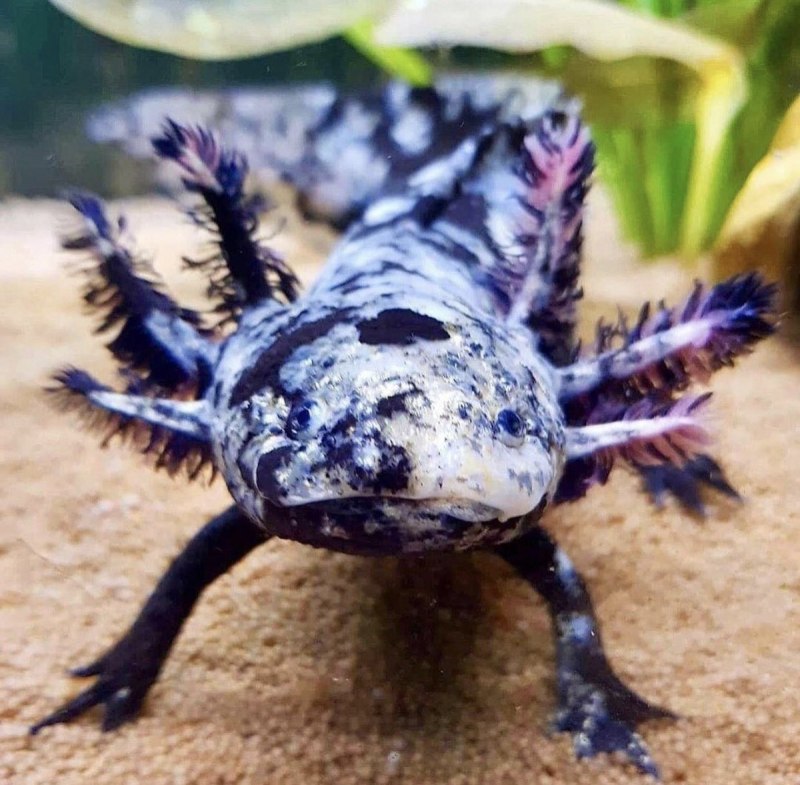 Амбистома альбинос