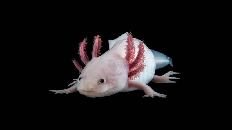 Мексиканская саламандра аксолотль