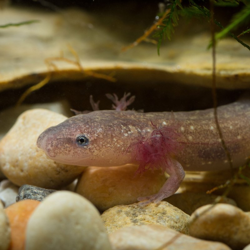 Саламандра в Краснодаре
