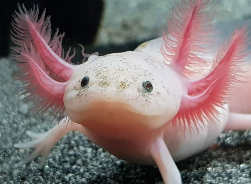 Тритон аквариумный аксолотль