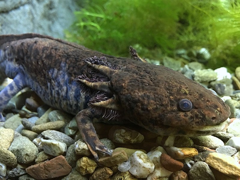 Лунтик это рыба аксолотль Мексиканская