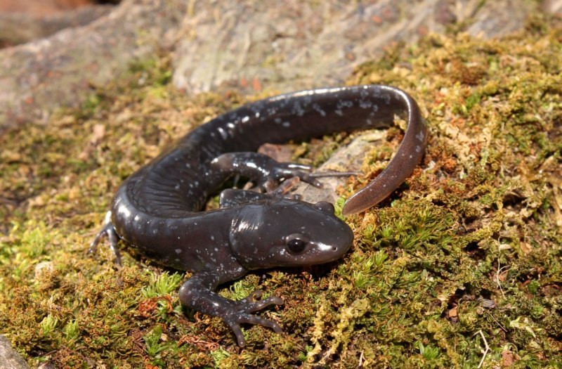 Амбистома и аксолотль