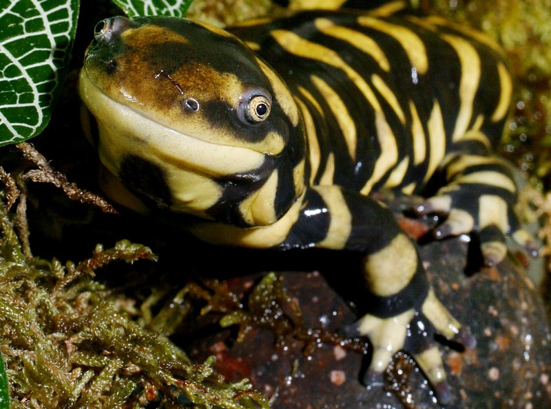 Амбистома саламандра