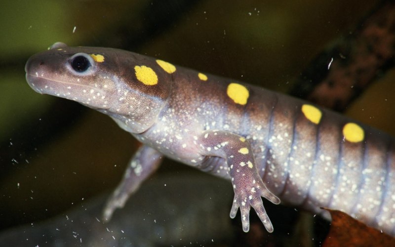 Тритон аквариумный аксолотль