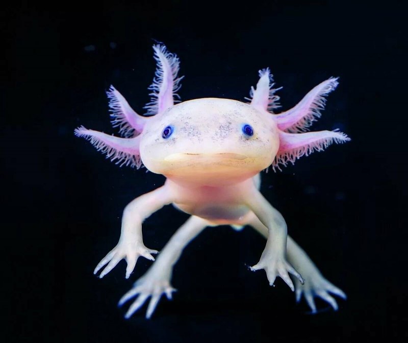 Рыбка аксолотль