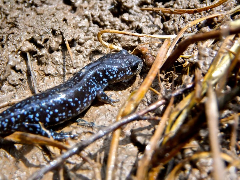 Тигровая саламандра