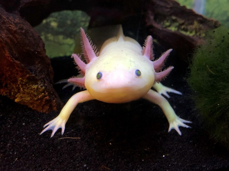 Мексиканская саламандра аксолотль