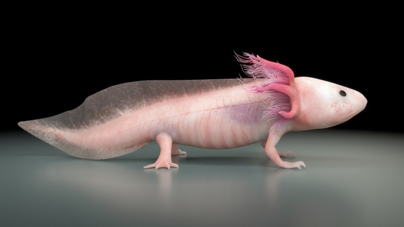 Земноводное аксолотль