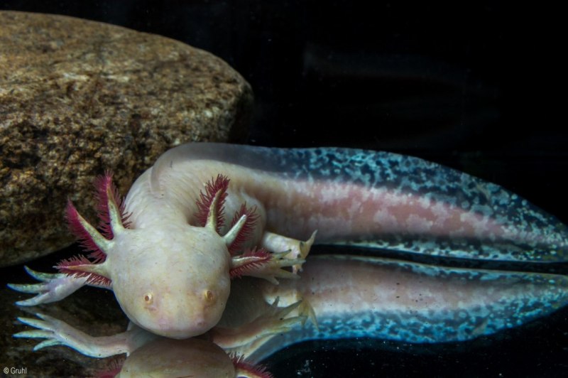 Тритон аквариумный аксолотль