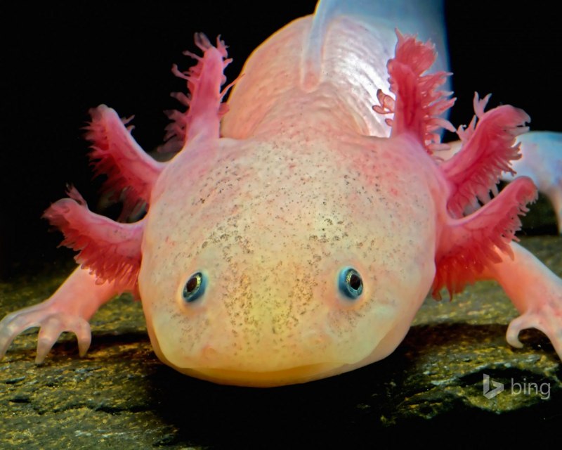 Аксолотль мексиканской амбистомы