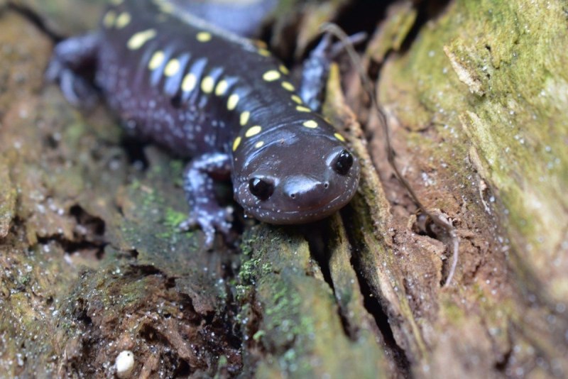 Тритоны Саламандры амбистомы