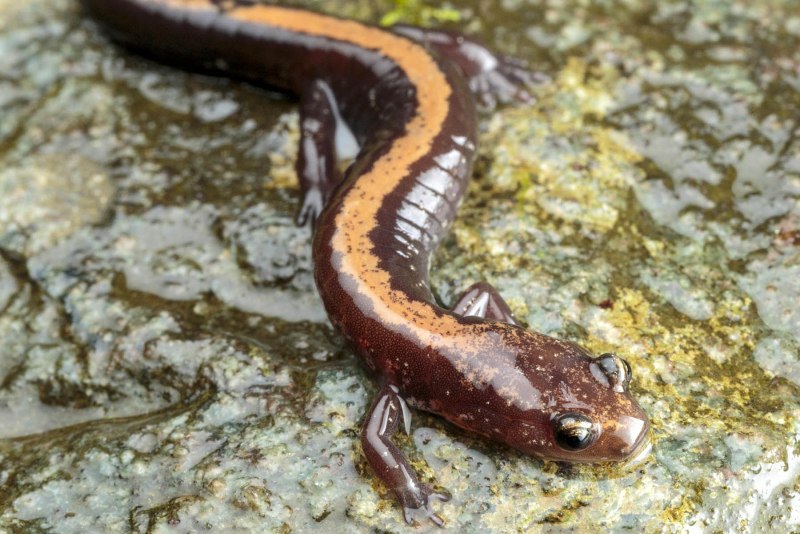 Саламандра Бартон-Спрингс