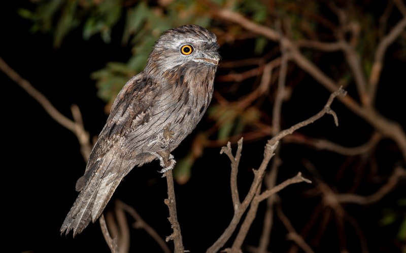 Дымчатый лягушкорот