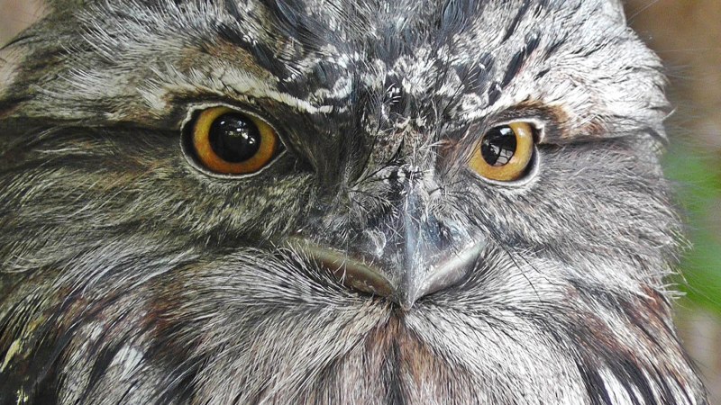 Исполинский Белоног фото