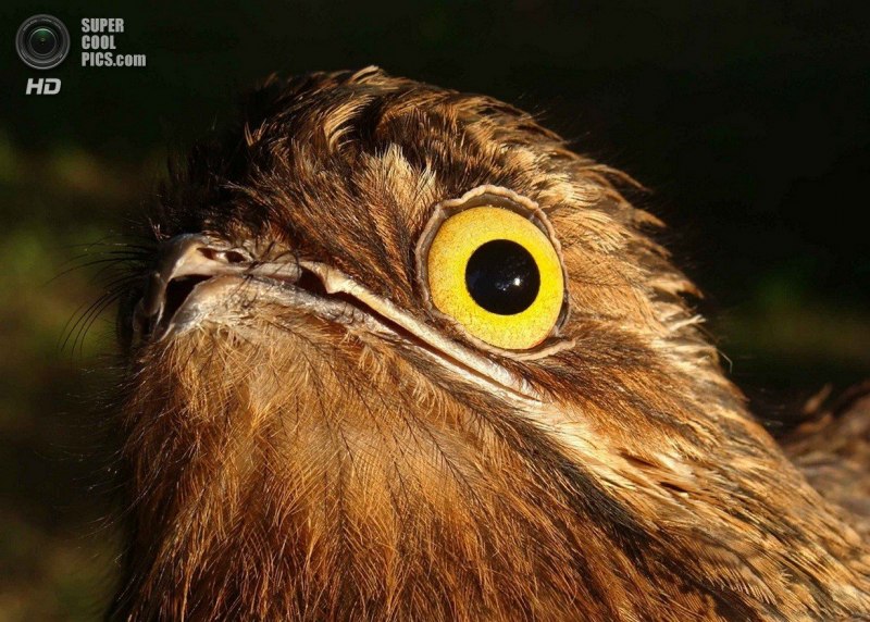 Исполинский Лесной козодой