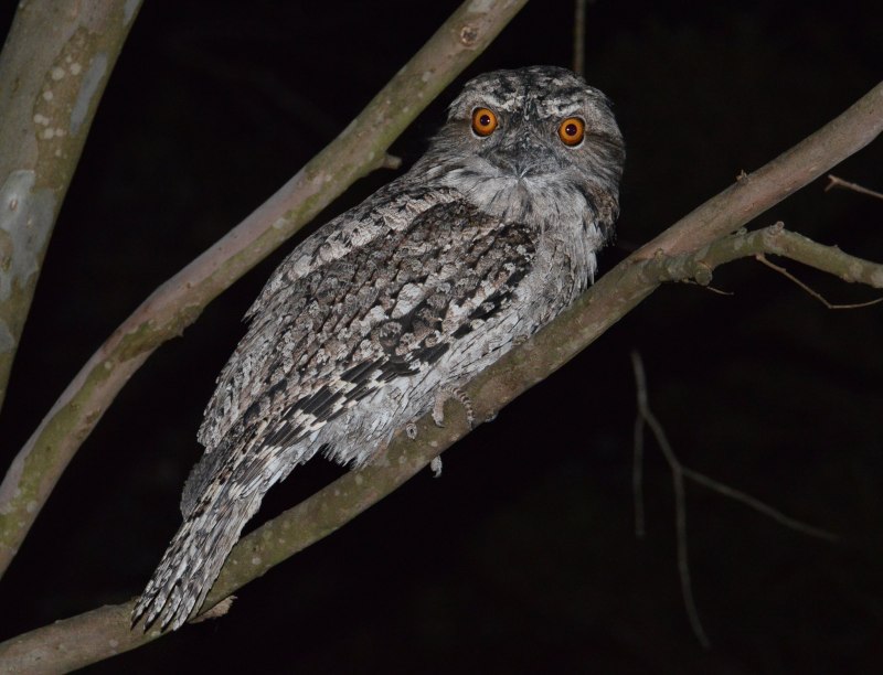 Козодой лягушкорот