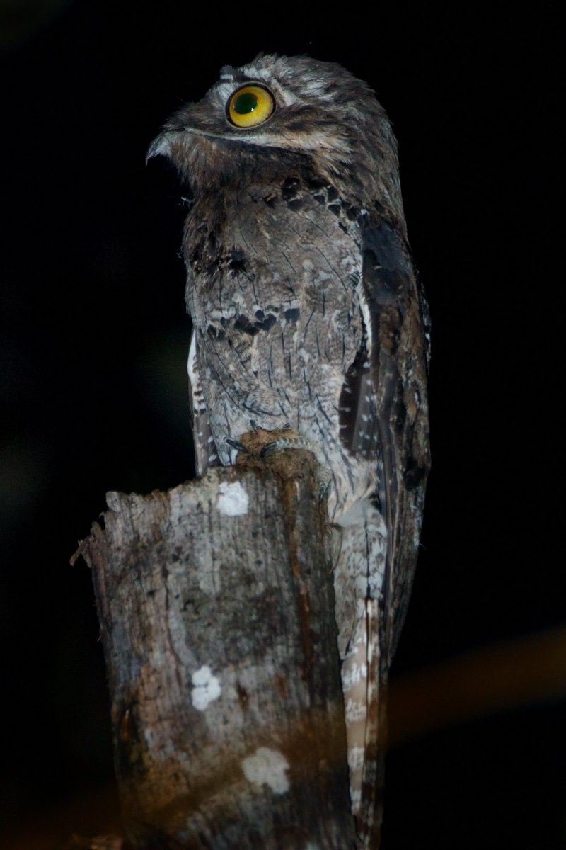 Козодой обыкновенный