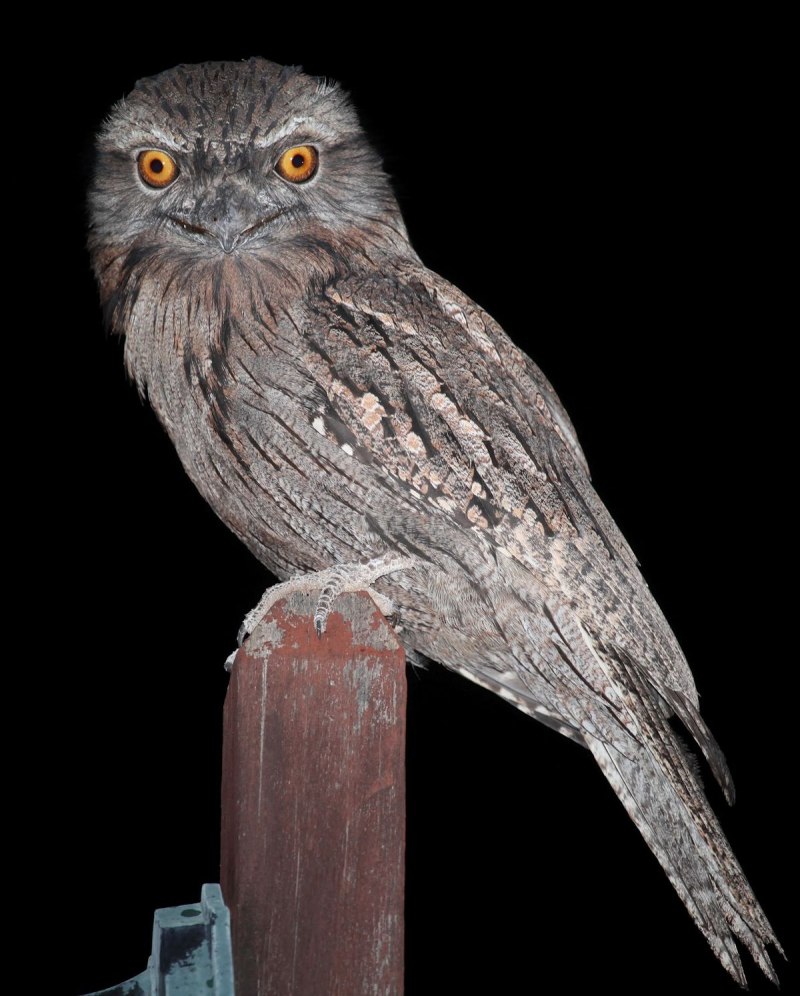 Исполинские лягушкороты (Podargus strigoides).