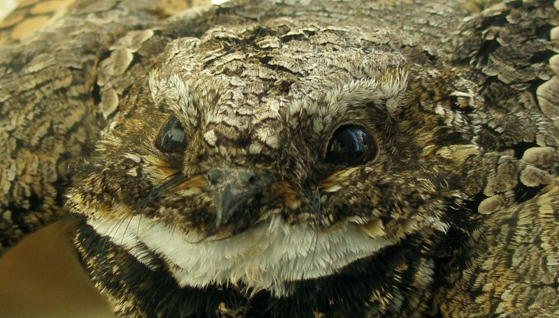 Исполинский козодой 1920 1080