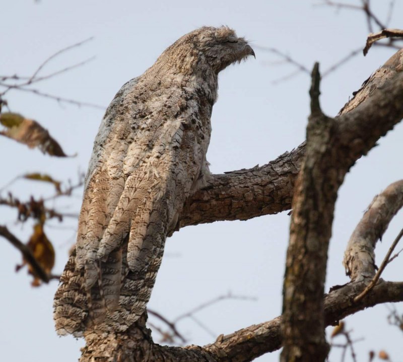 Исполинский козодой звук