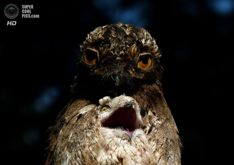 Исполинский козодой