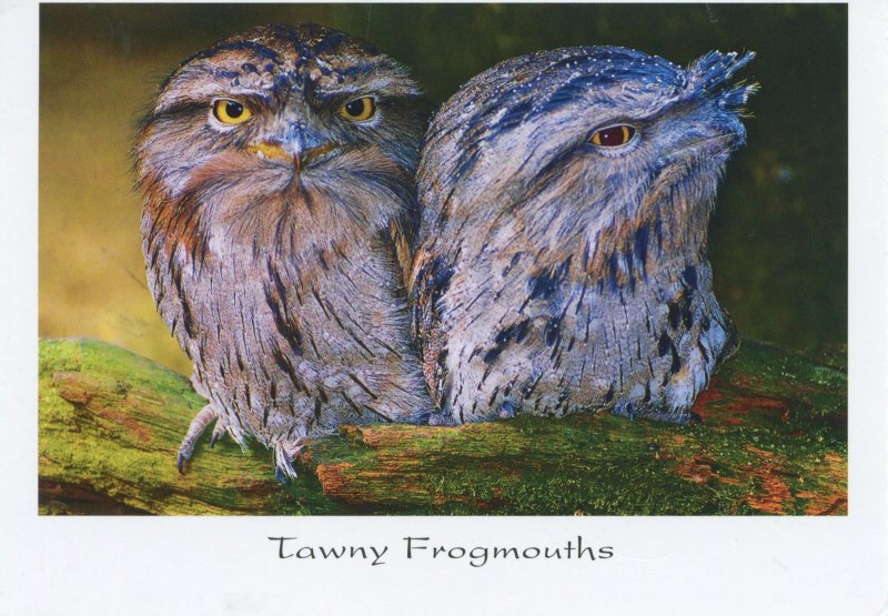 Козодой альбинос