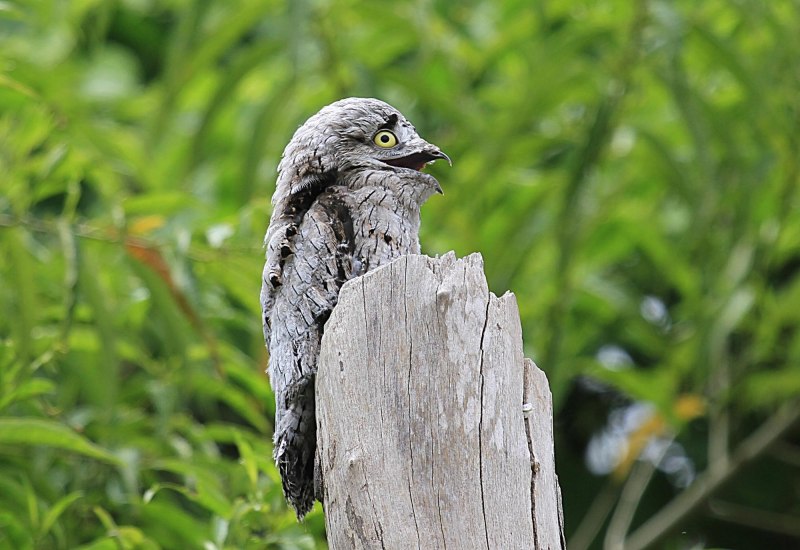 Исполинский серый козодой птица